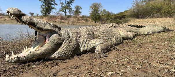 Leopard Hunting in Namibia & Brown Hyena Cancelation Hunt
