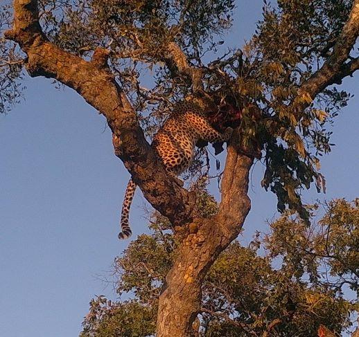 Leopard Hunting in Namibia & Brown Hyena Cancelation Hunt