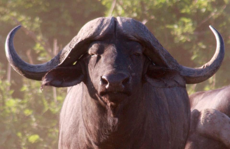 Cape Buffalo Hunt in Zambia 7 x days Rufunsa Incl Trophy Fee