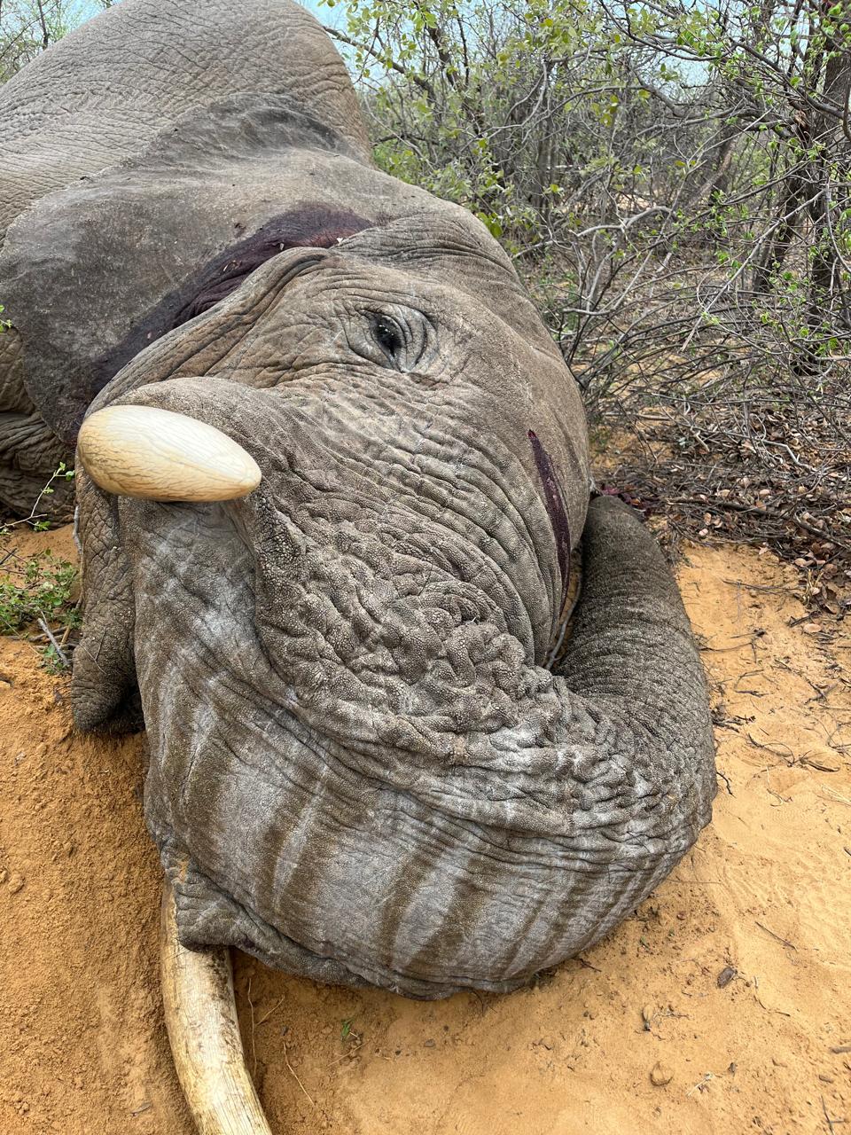 Elephant Hunting in Namibia, Caprivi (Zambezi Region)