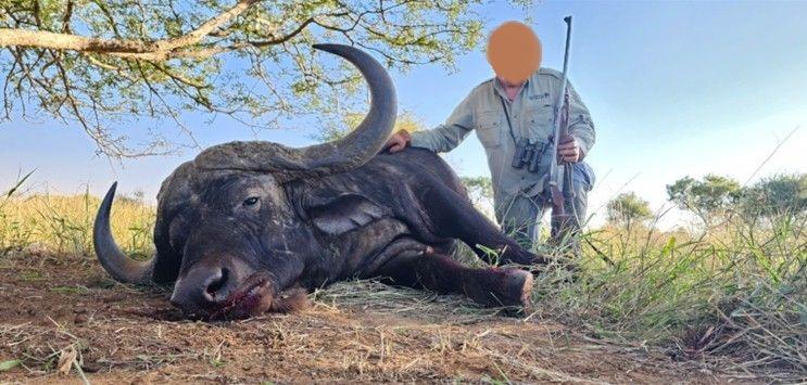 Trophy Cape Buffalo Hunt in South Africa 40” to 43”