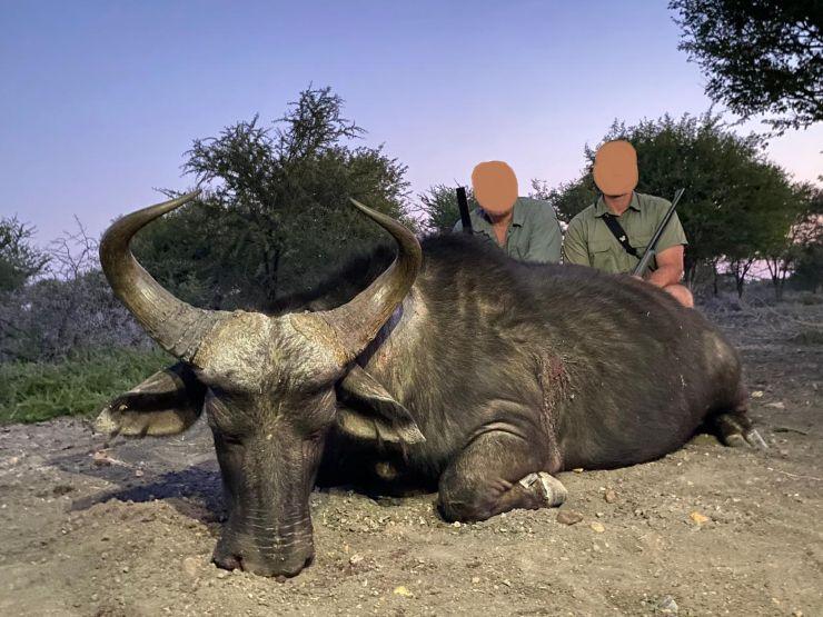 Cape Buffalo Cow Hunting in the Free State, SA