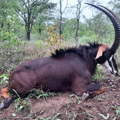 Leopard Hunting in Namibia & Brown Hyena Cancelation Hunt