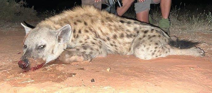 Leopard Hunting in Namibia & Brown Hyena Cancelation Hunt