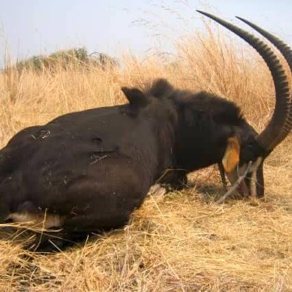 Leopard Hunting in Namibia & Brown Hyena Cancelation Hunt