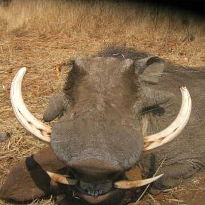 Leopard Hunting in Namibia & Brown Hyena Cancelation Hunt