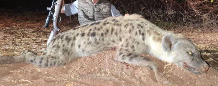 Leopard Hunting in Namibia & Brown Hyena Cancelation Hunt