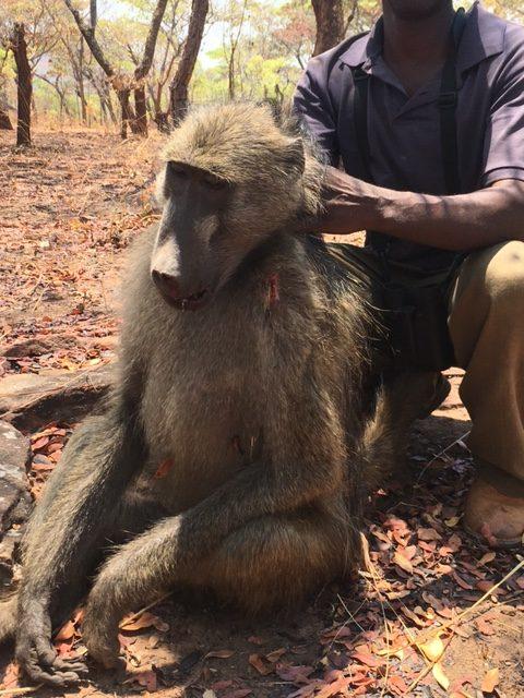 Leopard Hunting in Namibia & Brown Hyena Cancelation Hunt