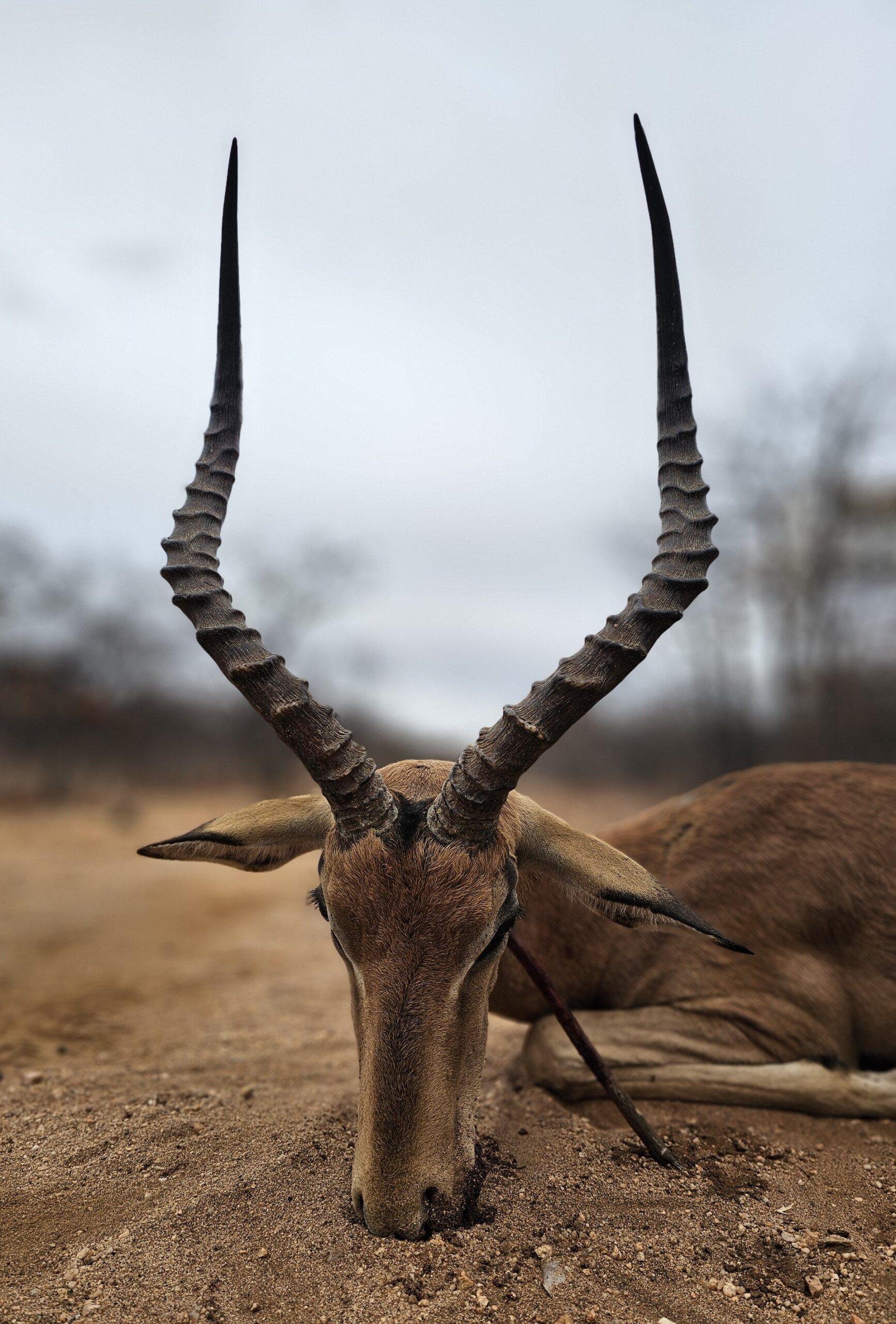 Leopard Hunting in Namibia & Brown Hyena Cancelation Hunt