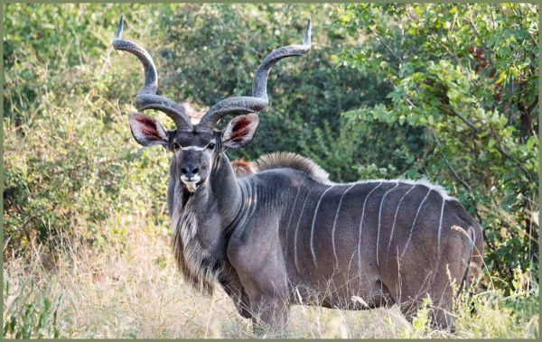 Leopard Hunting in Namibia & Brown Hyena Cancelation Hunt