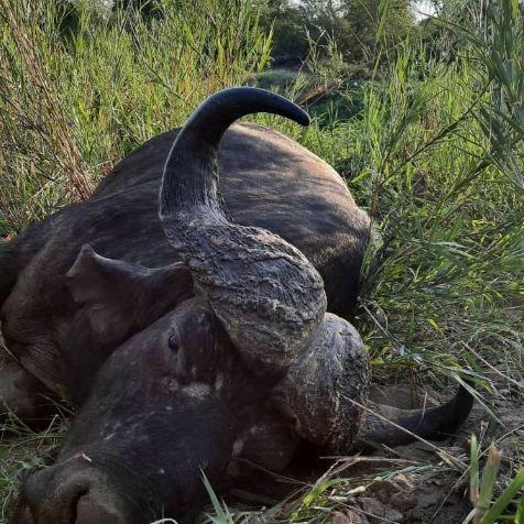 Buffalo Hunting in Zimbabwe, Matetsi (ECA)