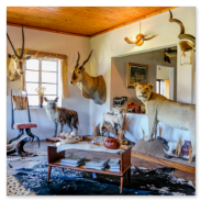 Leopard Hunting in Namibia & Brown Hyena Cancelation Hunt