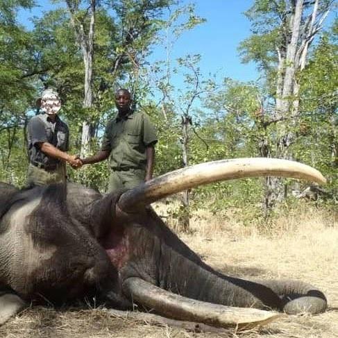 Elephant Hunt in Zimbabwe 60lb plus Exportable Matetsi (ECA)