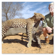 14 Days Leopard Hunting in Namibia with a Kudu & Springbok