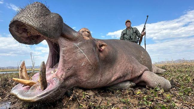 Hippo Hunting and Giant Crocodile Hwange District in Zimbabwe
