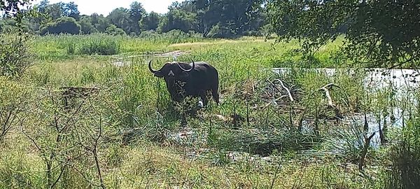 Leopard Hunting in Namibia & Brown Hyena Cancelation Hunt
