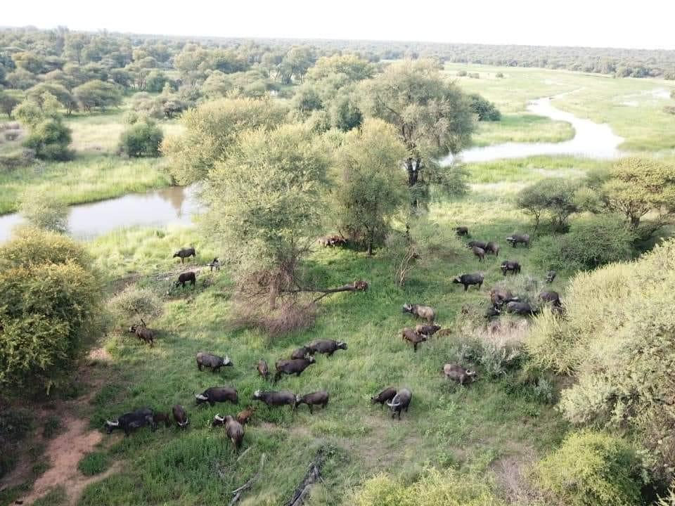 Leopard Hunting in Namibia & Brown Hyena Cancelation Hunt