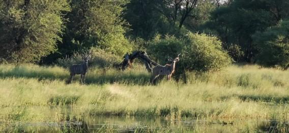 Leopard Hunting in Namibia & Brown Hyena Cancelation Hunt