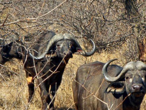 Leopard Hunting in Namibia & Brown Hyena Cancelation Hunt