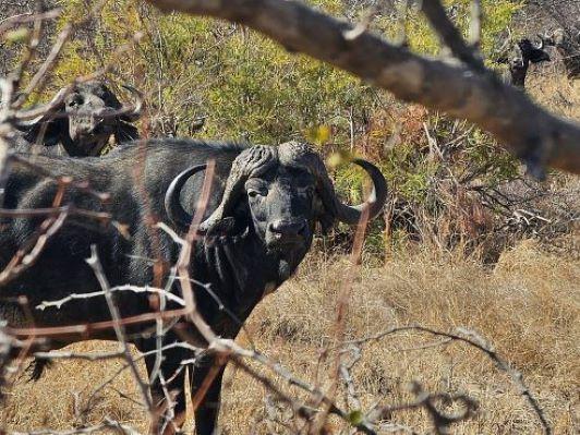 Leopard Hunting in Namibia & Brown Hyena Cancelation Hunt