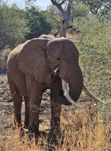 African Hunting Safari 12 days Trophy Elephant Hunt Zimbabwe