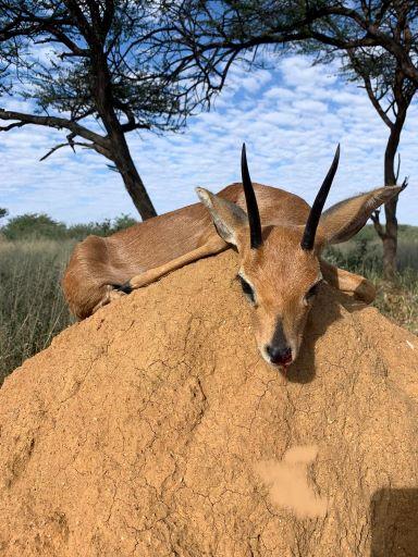 Leopard Hunting in Namibia & Brown Hyena Cancelation Hunt