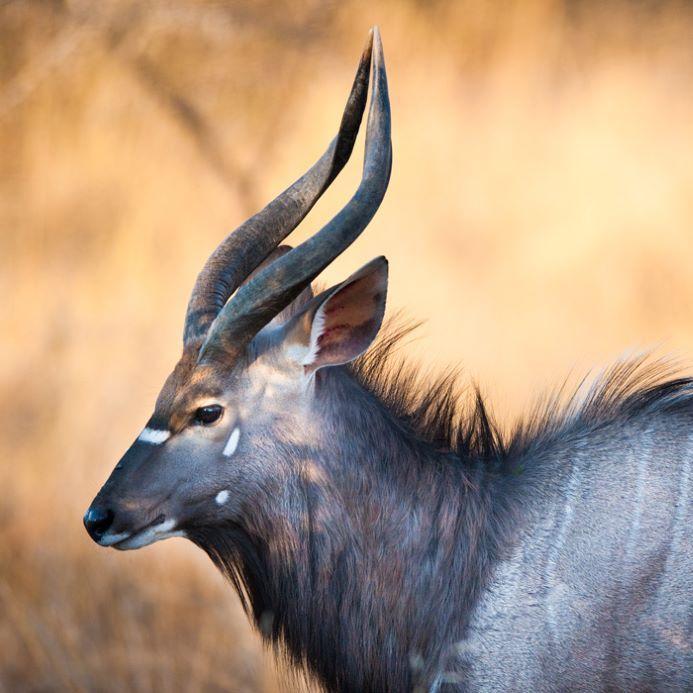 Leopard Hunting in Namibia & Brown Hyena Cancelation Hunt