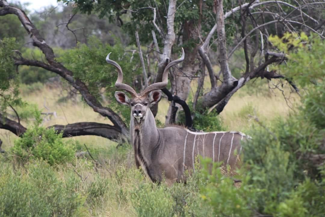 Leopard Hunting in Namibia & Brown Hyena Cancelation Hunt