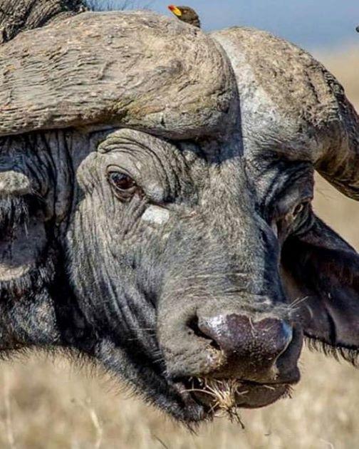 Leopard Hunting in Namibia & Brown Hyena Cancelation Hunt