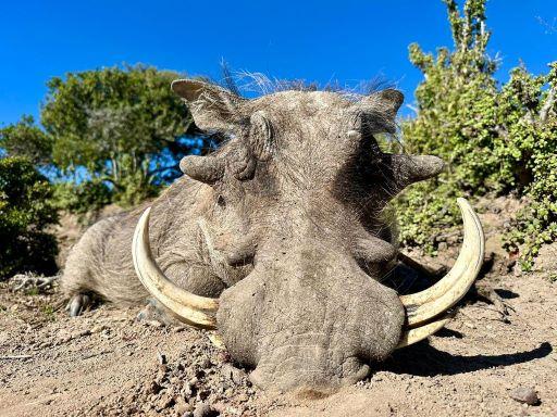 Leopard Hunting in Namibia & Brown Hyena Cancelation Hunt