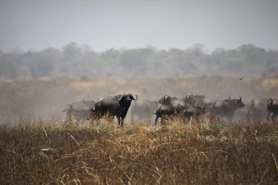 Leopard Hunting in Namibia & Brown Hyena Cancelation Hunt