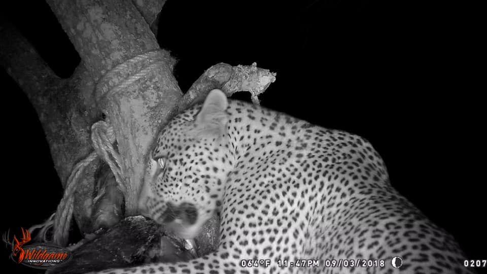 Leopard Hunting in Namibia & Brown Hyena Cancelation Hunt