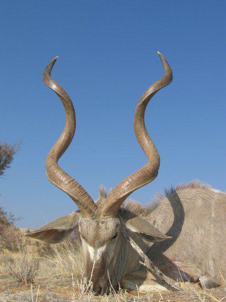 Leopard Hunting in Namibia & Brown Hyena Cancelation Hunt