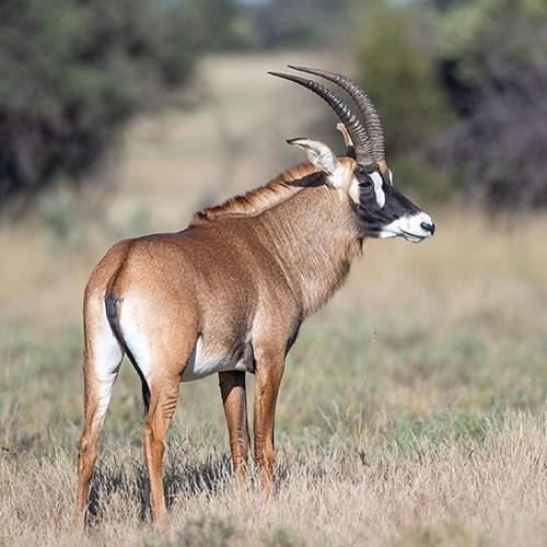 Leopard Hunting in Namibia & Brown Hyena Cancelation Hunt
