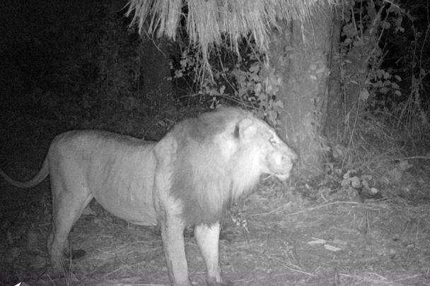 Leopard Hunting in Namibia & Brown Hyena Cancelation Hunt