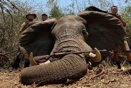 Elephant Hunt, 14 Days in the Hidden Gem of Africa, Zambia 