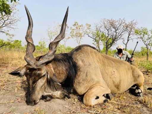 Hunting in Cameroon, Lord Derby Eland, Lion & More