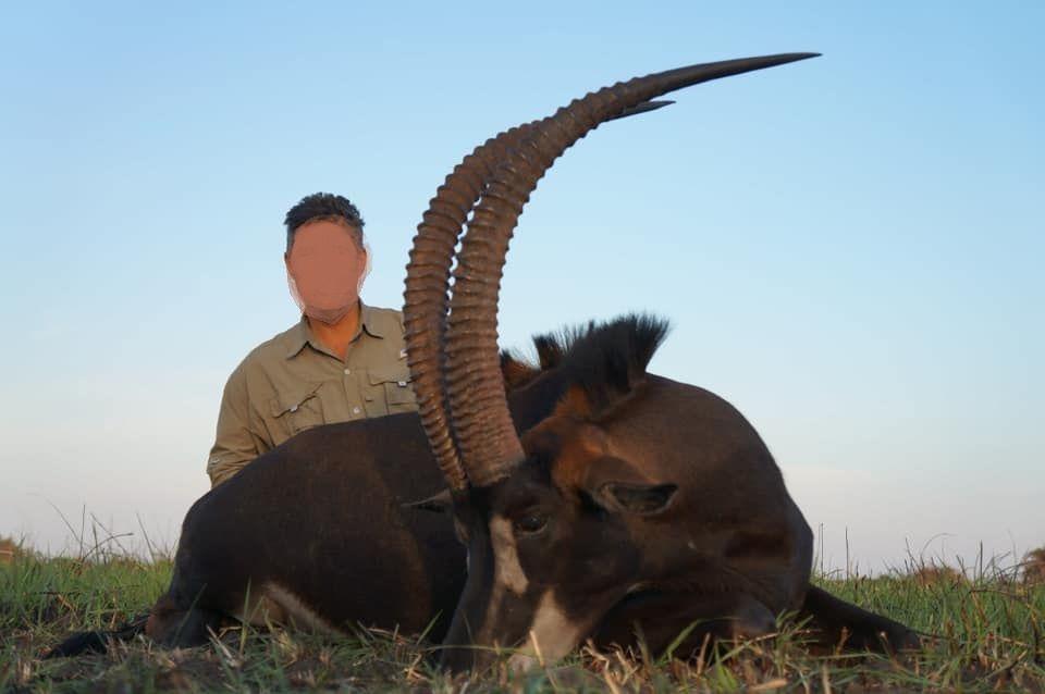 Cape Buffalo Hunting Sable or Roan Northern Cape in SA