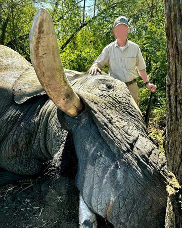Non-Exportable Elephant Hunt in the Caprivi, Namibia 