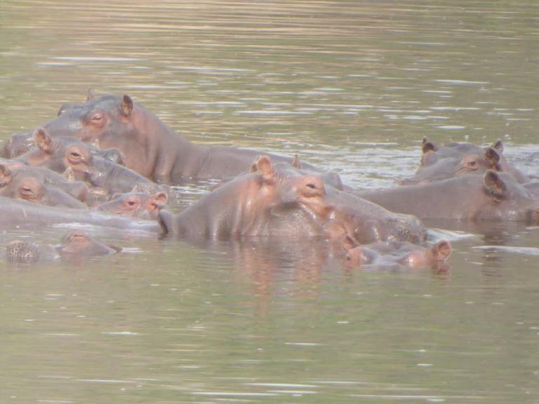 Leopard Hunting in Namibia & Brown Hyena Cancelation Hunt