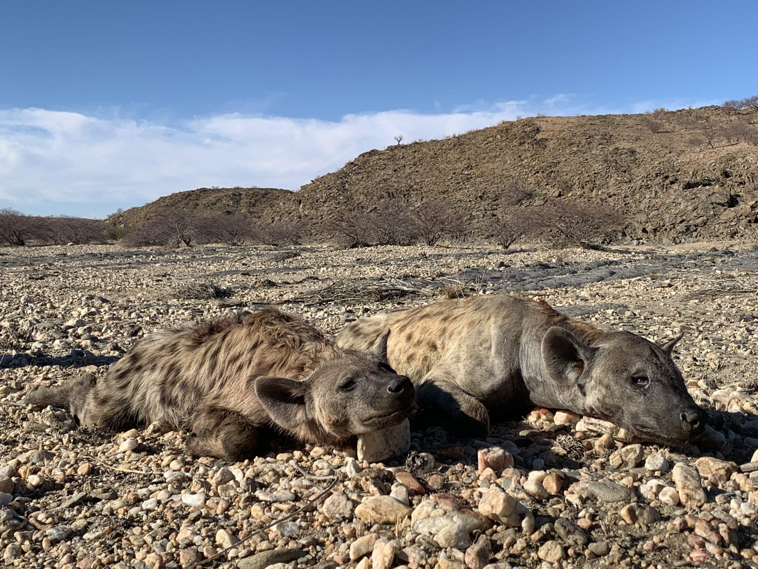 Leopard Hunting in Namibia & Brown Hyena Cancelation Hunt