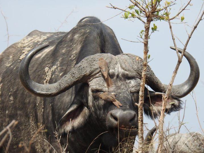 African Cape Buffalo Hunt Rhino Green Hunt & Roan in SA