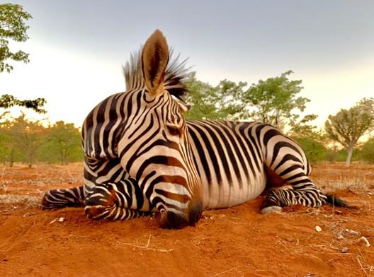 Leopard Hunting in Namibia & Brown Hyena Cancelation Hunt
