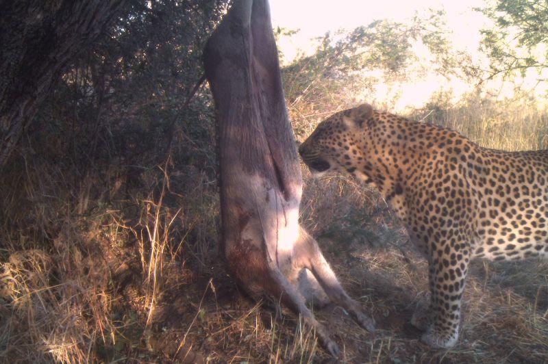 Leopard Hunting in Namibia & Brown Hyena Cancelation Hunt