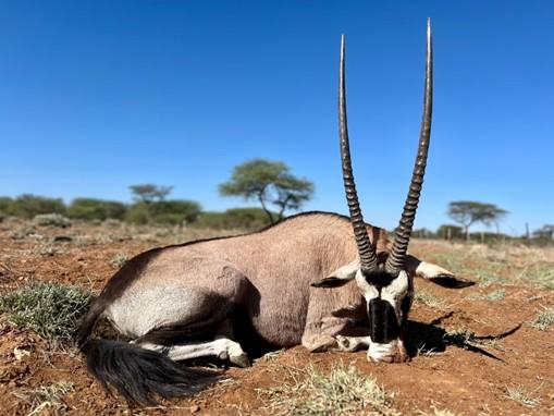 Hunt Namibia, Oryx and 3 Added Species 9-Days 2 Hunter
