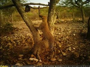 Leopard Hunting in Namibia & Brown Hyena Cancelation Hunt