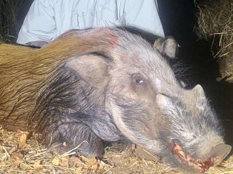 Leopard Hunting in Namibia & Brown Hyena Cancelation Hunt