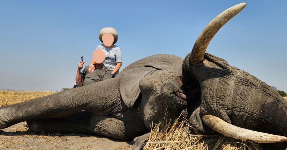 Exportable Trophy Elephant Hunt in Zambezi, Namibia  