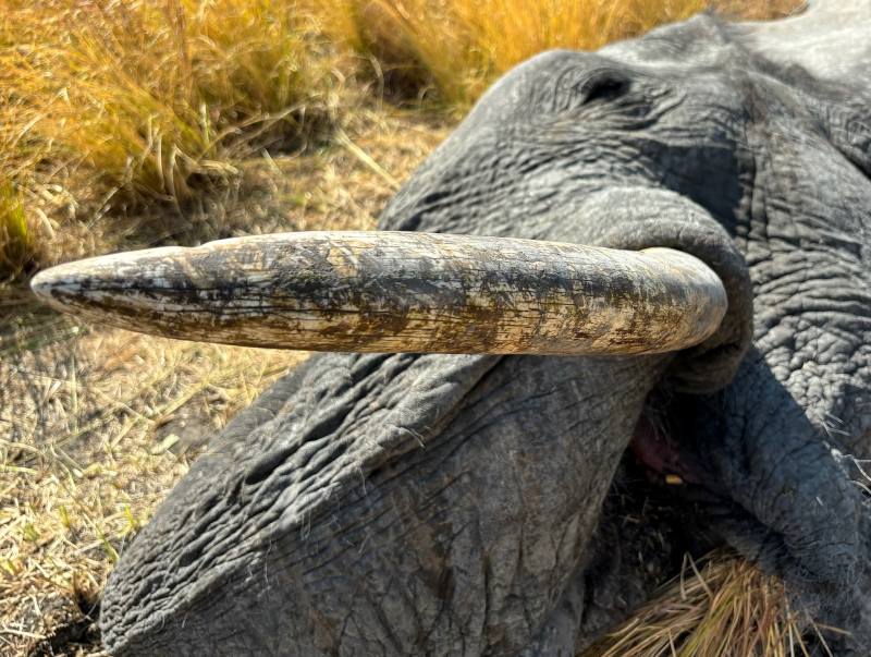 Leopard Hunting in Namibia & Brown Hyena Cancelation Hunt