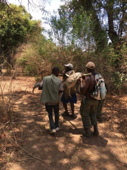 Leopard Hunting in Namibia & Brown Hyena Cancelation Hunt